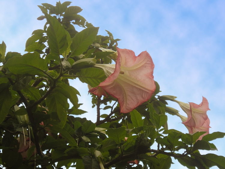 Angel's Trumpets