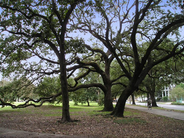 Oaks in Coliseum Park