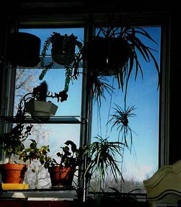 morning