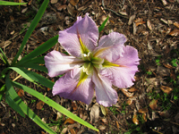 Light Lavender Iris
