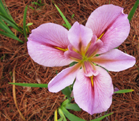 Pink Iris Flower