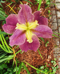 Mauve And Yellow Iris Flower