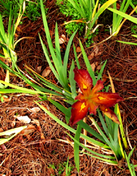 Orange Iris Flower