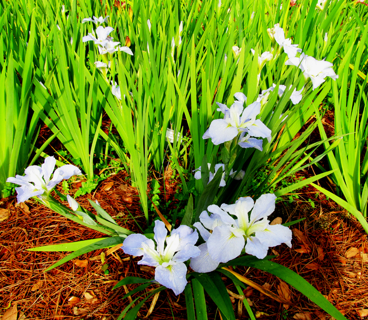 Light Blue Iris Flowers