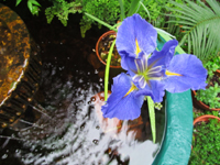Blue Iris By A Goldfish Pond