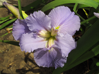 A Lavender Iris Flower