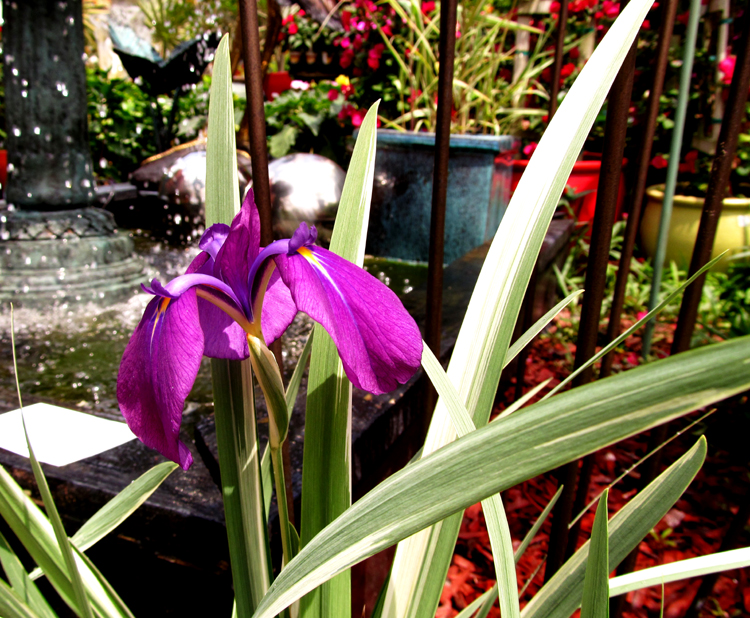 Purple Iris By Fountain