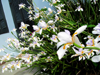 White Iris Flowers