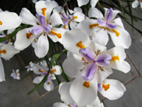 White And Purple Iris Flowers
