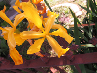 Golden Yellow Iris Flowers