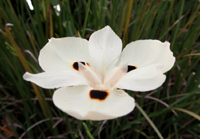 White And Black Iris Flower