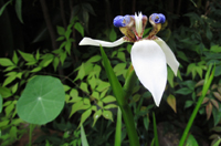 Blue And White Iris Flower