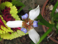 White Blue And Brown Iris Flower
