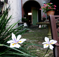 Iris Flowers In A Courtyard