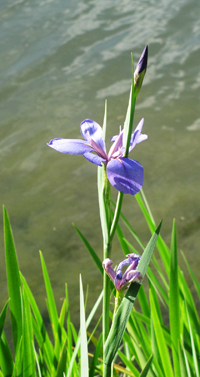 Blue Iris By The Water