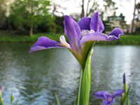 Purple Iris By A Pond