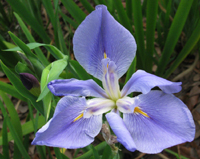 Light Blue Iris Flower