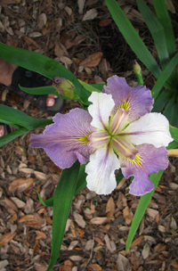 White And Lavender Iris Flower