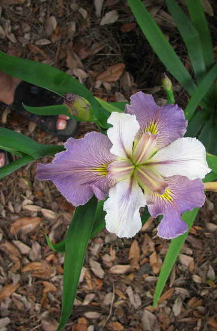 White And Lavender Iris Flower
