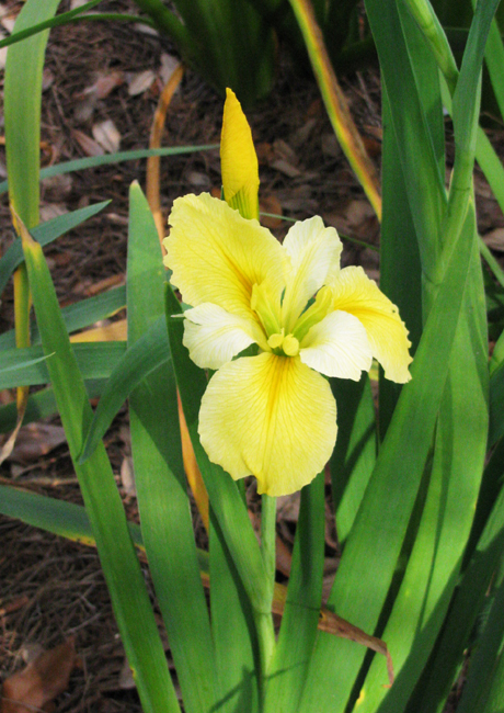 Yellow And White Iris Flower