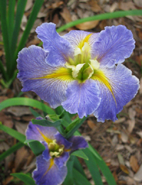 Blue And Yellow Iris Flower