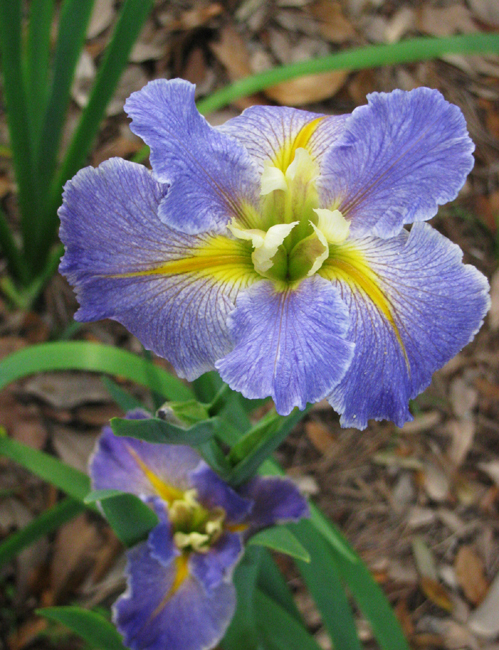 Blue And Yellow Iris Flower
