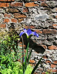 Blue Iris Brick Wall
