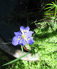 Blue Iris Maidenhair Fern