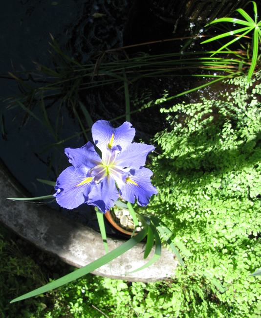 Blue Iris with Maidenhair fern